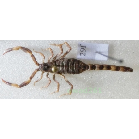 Mesobuthus martensii (Karsch, 1879) +40mm Indonesia, Java Is29f